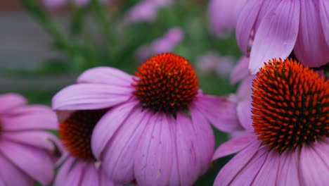 Detail-View-Of-Coneflower-Growing-In-The-Park