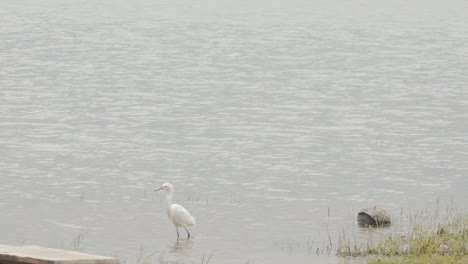 A-medium-sized-snow-white-heron-with-a-black-beak-walking-in-the-river's-coast-,-cloudy-and-windy-day