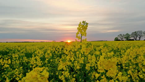 An-endless-field-of-rapeseed-flowers-in-a-farmland-filed-at-sunset---wide-angle-sliding-view