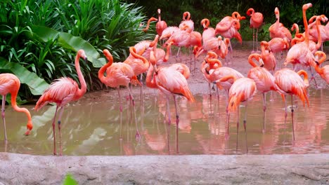 Large-number-of-flamingos-in-the-conservation-area