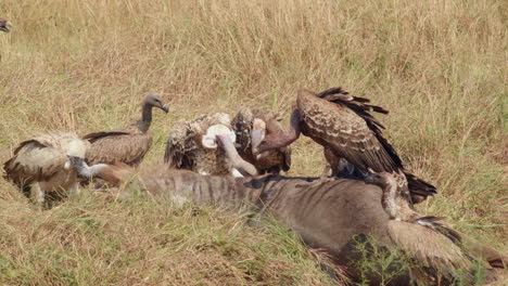 Afrikanische-Geier-Kämpfen-Um-Fetzen,-Während-Sie-Ein-Totes-Gnu-Fangen