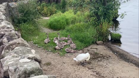 Una-Familia-De-Cisnes-Con-Sellos-De-Bebé-En-La-Orilla-Del-Lago-Lomond