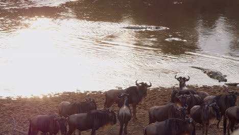 Apprehensive-wildebeests-seem-aware-of-the-dangers-lurking-in-the-waters-of-the-Mara-River,-in-the-form-of-crocodiles