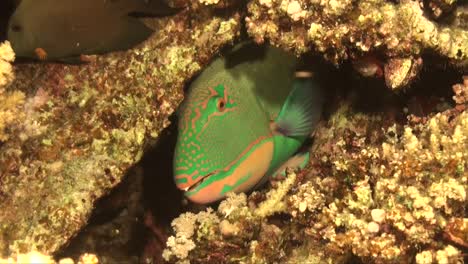 Green-parrotfish-hiding-in-coral-reef-at-night