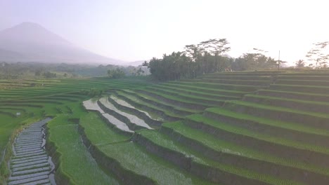 Circling-drone-shot-of-beautiful-terraced-green-rice-field-with-mountain-on-the-background-in-the-morning,-central-java,-Indonesia