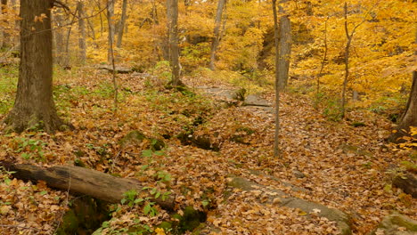 Atemberaubender-Gelber-Wald,-Herbstliche-Landschaft,-Schwenk-über-Magische-Wälder