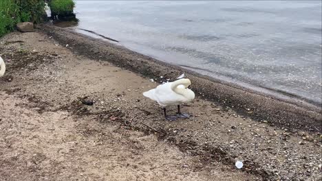 Swan-Cleaning-Its-Feathers-On-The-Shore-Of-Loch-Lomond