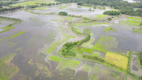 Flug-über-Große-überschwemmte-Reisfelder-Im-Norden-Von-Bangladesch