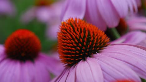 Beautiful-Coneflowers-In-The-Garden-At-Springtime-In-QLD,-Australia