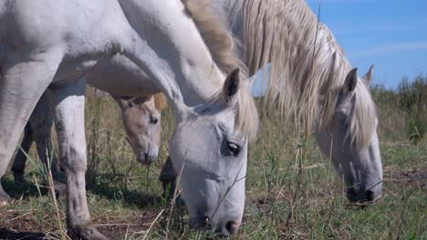 Einige-Wilde-Weiße-Pferde,-Die-Auf-Einem-Feld-In-Frankreich-Grasen