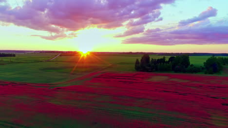 Aerial-drone-backward-moving-shot-over-a-poppy-field-at-sunset