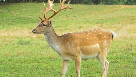 Fallow-deer-buck-with-big-horns-eating-lush-green-grass,-sunny-day,-wildlife-concept,-closeup-handheld-shot-1