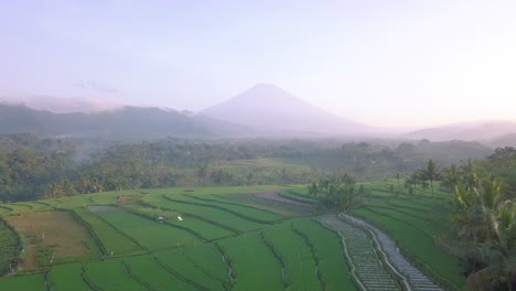 Hermoso-Campo-De-Arroz-Verde-Con-Montaña-En-El-Fondo,-Java-Central,-Indonesia