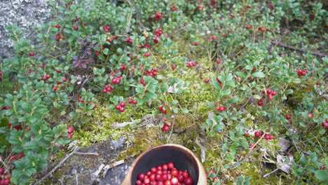 Lingonberry-plants-and-wooden-Cup-Of-Lingon-Collected-In-Nordic-Forest