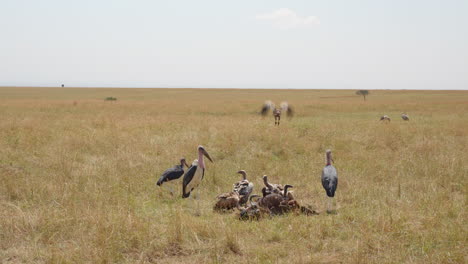Marabou-storks-wait-their-turn-patiently-as-vultures-pick-at-a-freshly-killed-wildebeest