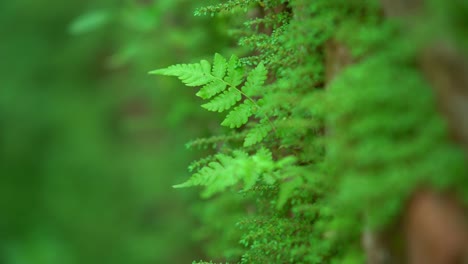 Grünes-Farnblatt,-Das-Im-Wald-Wächst