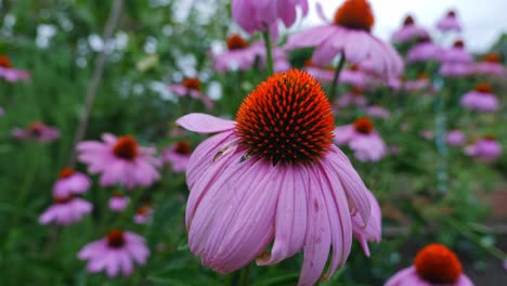Beautiful-Field-Of-Coneflower-With-Pink-Petals-In-The-Garden