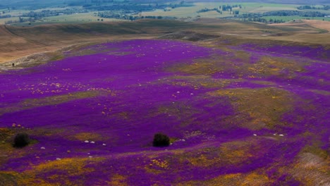 Flying-over-a-field-of-wild-flowers-in-a-mountain-valley-2