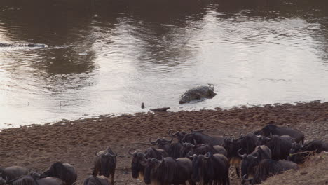 An-eager-and-impatient-crocodile-finally-gives-up-on-waiting-for-the-wildebeests-to-attempt-a-crossing-at-the-Mara-River