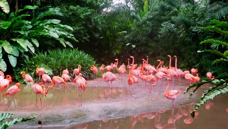 Large-amount-of-flamingos-in-conservation-pond-inside-large-zoo-1