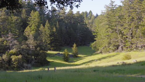 Scenic-Mt-Tamalpais-protected-redwood-hiking-park-trail-through-tall-woodland-trees