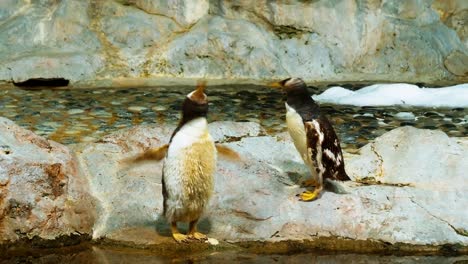 Pingüino-Rey-En-Un-Ambiente-Controlado-En-Un-Zoológico-Para-Preservar-La-Especie-1