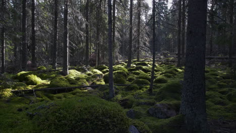 Wide-angle-view-of-old-mossy-boreal-taiga-forest-Without-People,-dolly-jib-shot