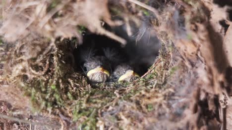 Closeup-of-adorable-newborn-chicks-inside-bird-nest-looking-outside