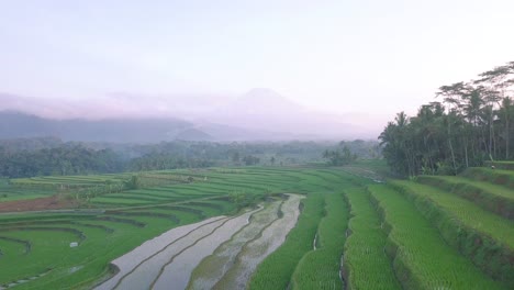 Drone-shot-of-beautiful-green-terraced-rice-fields-with-mountains-in-the-background-in-Kajoran-village,-central-java,-Indonesia