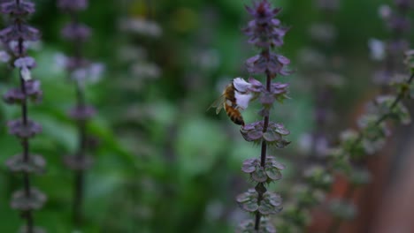 Australische-Biene,-Die-Süßen-Nektar-Und-Pollen-Von-Basilikumblumen-Im-Kräutergarten-Sammelt