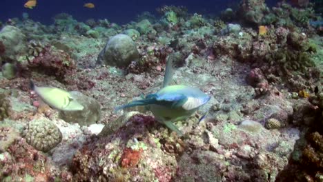 Grüner-Und-Blauer-Papageienfisch,-Der-über-Einem-Tropischen-Korallenriff-Schwimmt