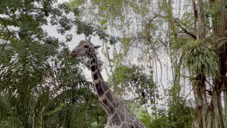 Handheld-shot-following-a-rothschild's-giraffe,-giraffa-camelopardalis-rothschildi-chewing-and-walking-across-scene-against-foliage-environment-at-Singapore-zoo,-Mandai-wildlife-reserves