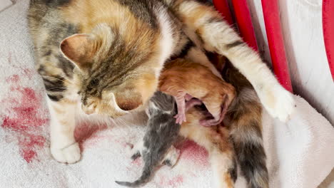 Cat-mama-licks-her-new-babies