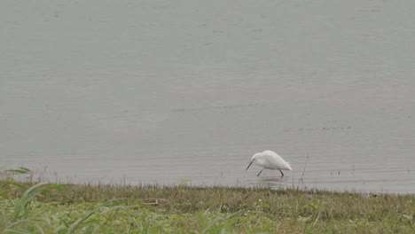 A-medium-sized-snow-white-heron-with-a-black-beak-feeding-in-the-river,-cloudy-and-windy-day