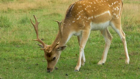 Fallow-deer-buck-with-big-horns-eating-lush-green-grass,-sunny-day,-wildlife-concept,-closeup-handheld-shot