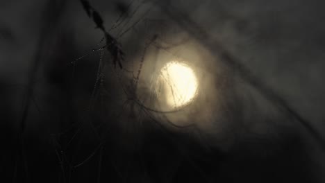 Spider-web-at-moonlight,-web-full-of-water-droplets,-night,-zoom-in