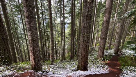 Looking-down-through-snowy-dense-mountain-woodland-pine-tree-forest