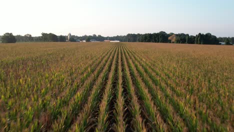 A-low-angle-view-of-long-rows-of-corn-on-a-farm-during-a-bright-sunrise