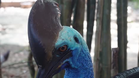 Curious-southern-cassowary,-casuarius-casuarius-with-horn-like-casque-looking-around-its-surrounding-environment,-wildlife-close-up-shot