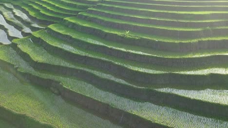 Orbit-drone-shot-of-beautiful-terraced-green-rice-fields-with-mountains-in-the-background-in-the-morning,-central-java,-Indonesia