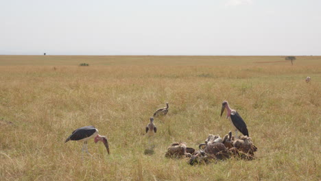 Vultures-and-Marabou-storks-pick-over-the-remains-of-a-dead-wildebeest-on-the-eastern-plains-of-the-African-Savannah