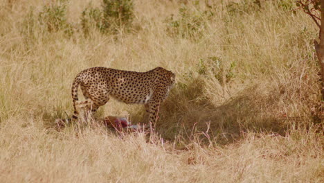 A-cheetah-is-exhausted-after-the-burst-of-effort-needed-to-take-down-her-prey,-a-small-gazelle