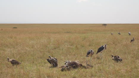 Scavenging-birds,-marabou-storks-and-vultures,-jostle-for-position-as-they-try-to-share-a-meal-of-wildebeest,-possibly-left-by-a-lion-or-hyena