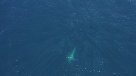 Ballenas-Jorobadas-Nadando-Bajo-El-Mar-Azul-Profundo-Durante-Su-Temporada-De-Migración