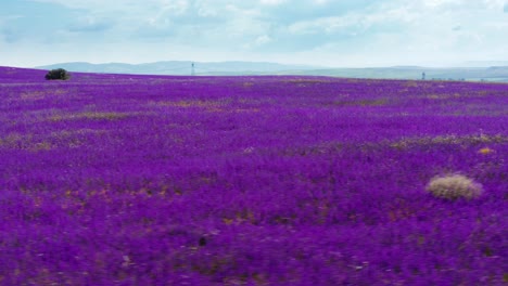 Vista-Aérea-Del-Campo-Con-Flores-De-Color-Púrpura-Brillante-En-Verano