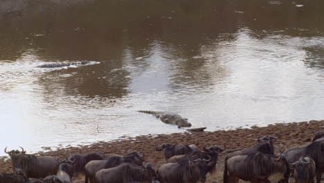 A-crocodile-waits-just-off-the-banks-of-the-Mara-River,-and-knowing-that-the-wildebeests-will-eventually-cross-the-river,-is-eager-for-a-meal
