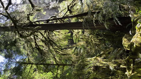 VERTICAL-looking-up-through-lush-foliage-in-mountain-woodland-dense-pine-tree-forest