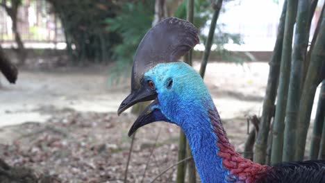Flightless-southern-cassowary,-casuarius-casuarius-with-horn-like-casque-looking-around-its-surrounding-environment,-wildlife-close-up-handheld-motion-shot
