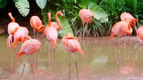 Große-Anzahl-Von-Flamingos-Im-Naturschutzgebiet-2