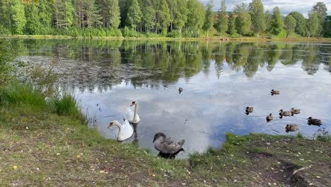 A-swan-family-in-the-lake
